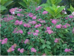 Спирея японская 