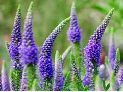 Вероника многолетняя 