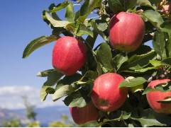 Яблоня 