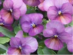 Виола рогатая Виола рогатая