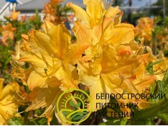 Рододендрон листопадный (азалия) 