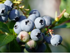 Голубика высокорослая 