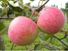 Яблоня 