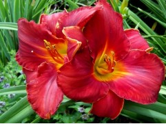 Лилейник гибридный 