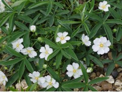 Лапчатка кустарниковая Лапчатка кустарниковая