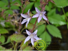 Колокольчик Пожарского Колокольчик Пожарского