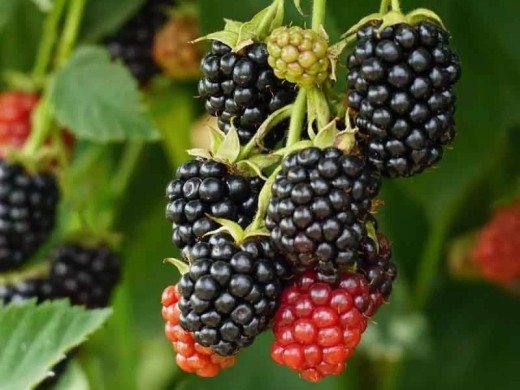 Шелковица Шелковица