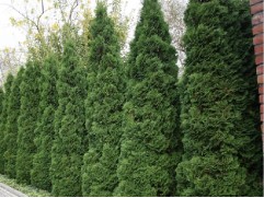 Туя западная 