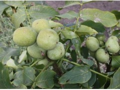 Грецкий орех 