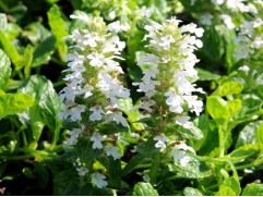 Живучка ползучая 