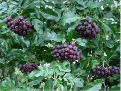 Сорбарония (Контейнер 5,0л.)