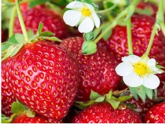 Земляника крупноплодная Земляника крупноплодная