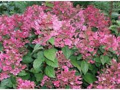 Гортензия метельчатая 