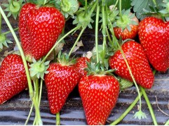 Земляника крупноплодная Земляника крупноплодная