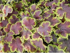 Гейхерелла 