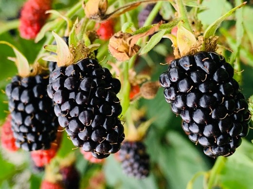 Ежевика Ежевика