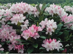 Рододендрон гибридный 