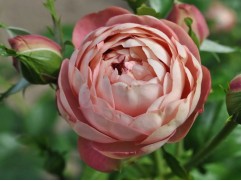 Роза штамбовая 