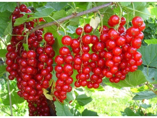 Смородина красная Смородина красная