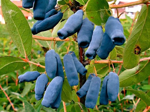 Жимолость Жимолость