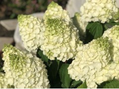 Гортензия метельчатая 