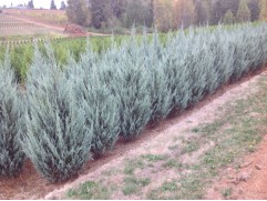 Можжевельник скальный Можжевельник скальный