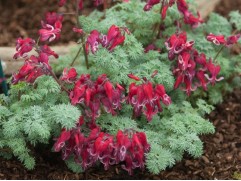 Дицентра гибридная 