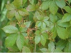 Девичий виноград пятилисточковый (Контейнер 2,0л.)