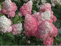 Гортензия метельчатая Гортензия метельчатая