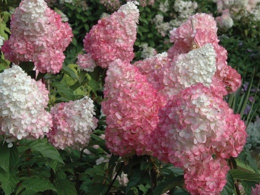 Гортензия метельчатая Гортензия метельчатая