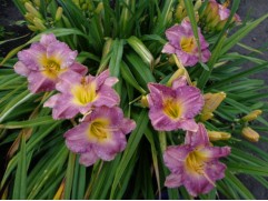 Лилейник гибридный 