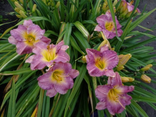 Лилейник гибридный Лилейник гибридный