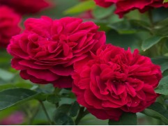 Роза английская 