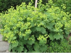 Манжетка мягкая 