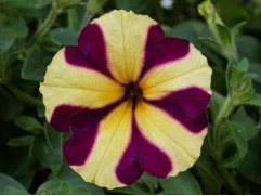 Петуния ампельная Петуния ампельная