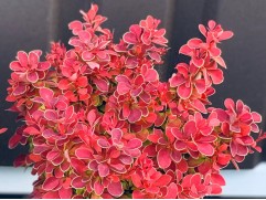 Барбарис Тунберга 