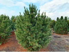 Кедр европейский (Контейнер 2,0л)