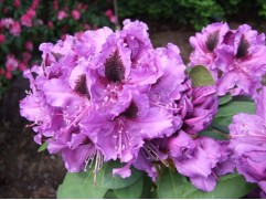 Рододендрон гибридный 