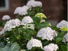 Гортензия крупнолистная Гортензия крупнолистная