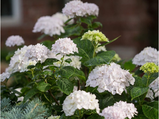 Гортензия крупнолистная Гортензия крупнолистная