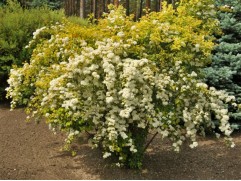 Спирея Вангутта "Gold Fountain" (Контейнер 5,0л.) Спирея Вангутта "Gold Fountain" (Контейнер 5,0л.)