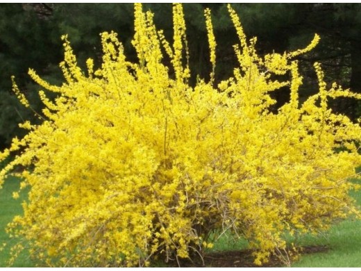 Форзиция Форзиция