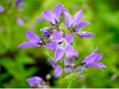 Колокольчик молочноцветковый Колокольчик молочноцветковый