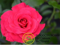 Роза флорибунда 