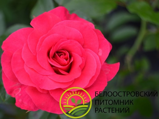 Роза флорибунда Роза флорибунда