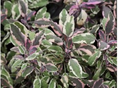 Шалфей лекарственный Шалфей лекарственный