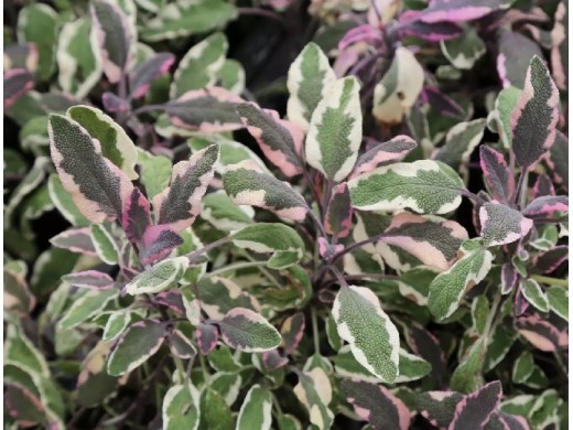 Шалфей лекарственный Шалфей лекарственный