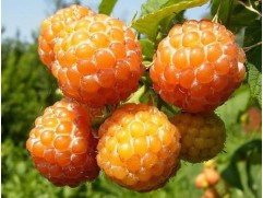 Малина ремонтантная 