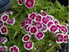 Гвоздика турецкая 