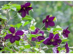 Клематис крупноцветковый 